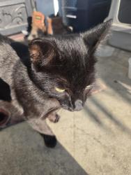 Lost Female Cat last seen 92ND ST & GRAPE ST., Los Angeles, CA 90001