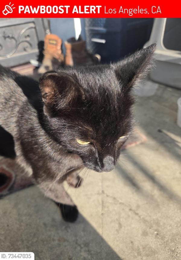 Lost Female Cat last seen 92ND ST & GRAPE ST., Los Angeles, CA 90001