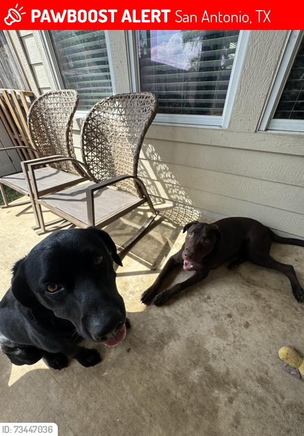 Lost Male Dog last seen Browning bluff, spurs ranch, San Antonio, TX 78245
