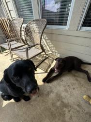 Lost Male Dog last seen Browning bluff, spurs ranch, San Antonio, TX 78245