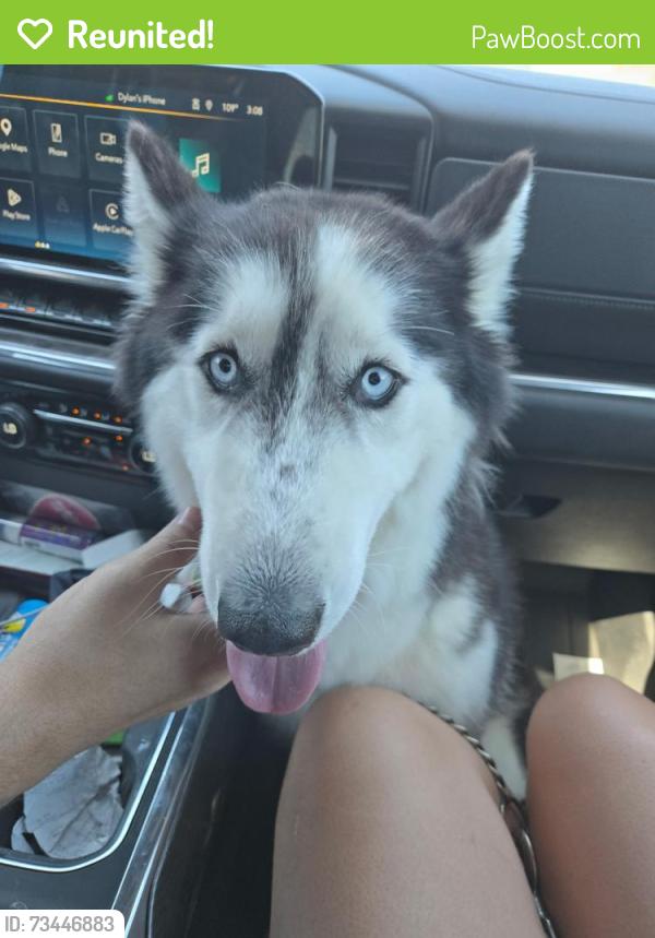 Reunited Female Dog last seen 29th Ln and Shumway Farm Rd, Phoenix, AZ 85041