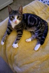Reunited Unknown Cat last seen Crossacres, Wythenshawe, England 