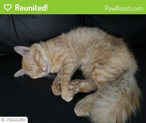 Reunited Male Cat last seen Skokie, Skokie, IL 60076