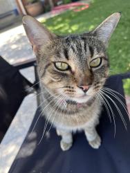 Lost Female Cat last seen E 2nd Ave, Escondido, CA 92025