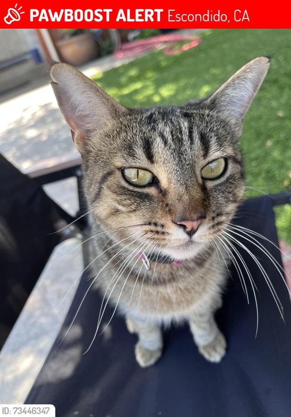 Lost Female Cat last seen E 2nd Ave, Escondido, CA 92025