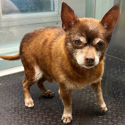 Shelter Stray Male Dog last seen Near foothill, Oakland, CA, 1101 29th Ave, Oakland, CA 94601, USA