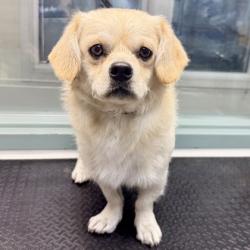 Shelter Stray Male Dog last seen Coral Rd and Wistar Rd, Oakland,, 1101 29th Ave, Oakland, CA 94601, USA