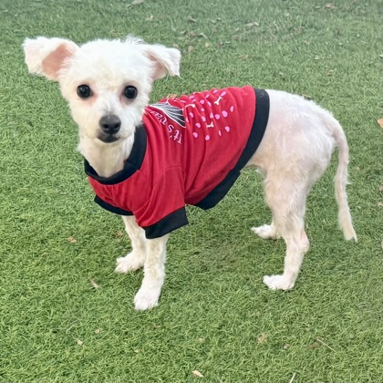 Shelter Stray Female Dog last seen Near E Ninth Street (FoodMaxx parking lot), Oakland, CA, 1101 29th Ave, Oakland, CA 94601, USA