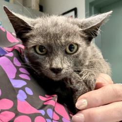 Shelter Stray Male Cat last seen Near stoneford ave, Oakland, CA, 1101 29th Ave, Oakland, CA 94601, USA