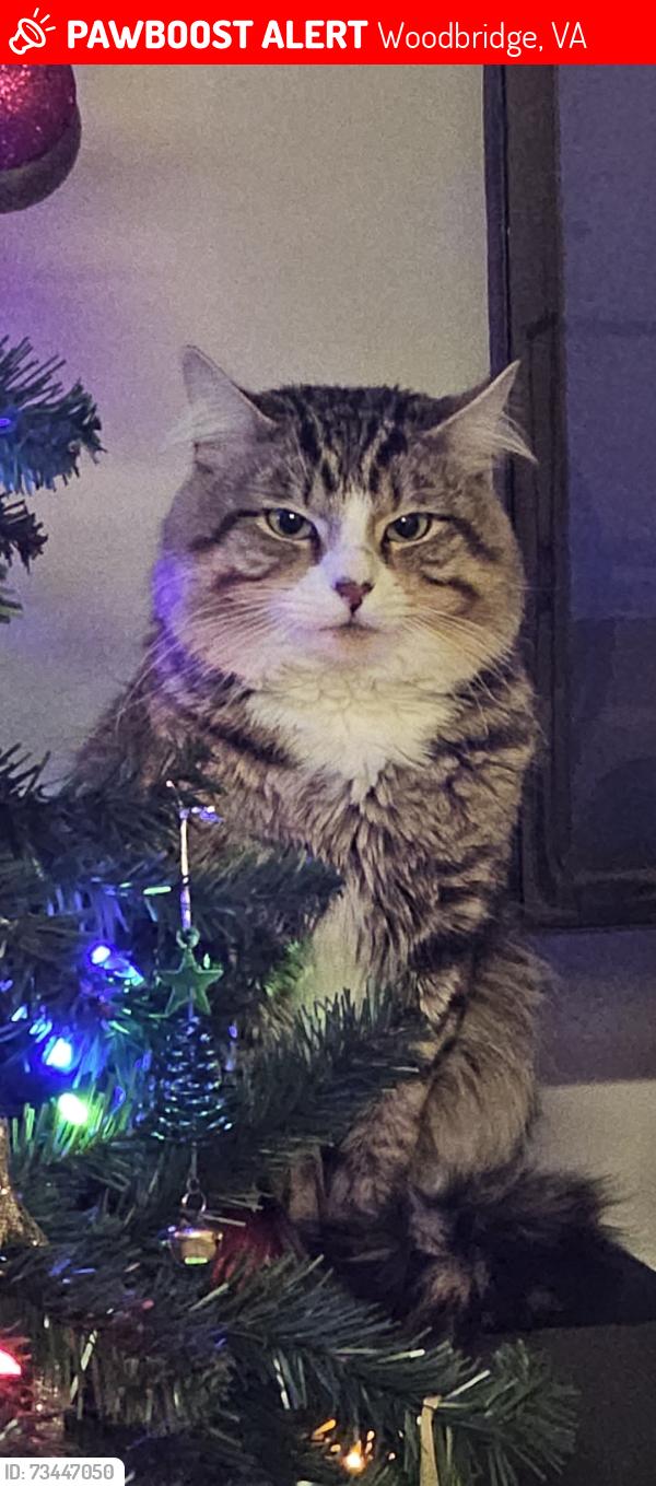 Lost Male Cat last seen Summerland dr, Woodbridge, VA 22191