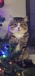 Lost Male Cat last seen Summerland dr, Woodbridge, VA 22191