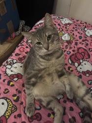 Lost Male Cat last seen target, anywhere outside heron pointe apmts or in, Fresno, CA 93711