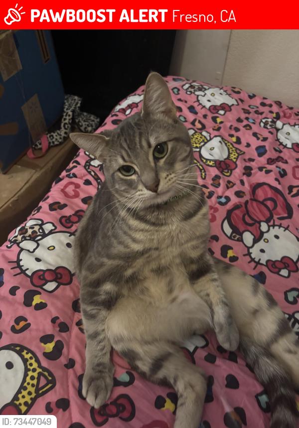Lost Male Cat last seen target, anywhere outside heron pointe apmts or in, Fresno, CA 93711