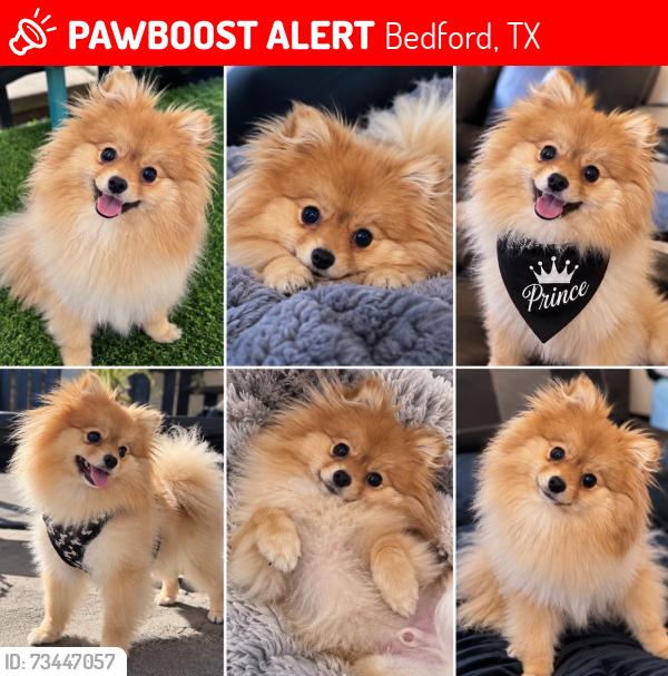 Lost Male Dog last seen Bedford tx, Bedford, TX 76022