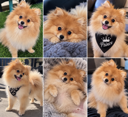 Lost Male Dog last seen Bedford tx, Bedford, TX 76022