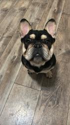 Lost Male Dog last seen Millersville Dr & Caroline Ave, Indianapolis, IN 46205