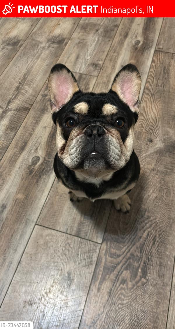 Lost Male Dog last seen Millersville Dr & Caroline Ave, Indianapolis, IN 46205
