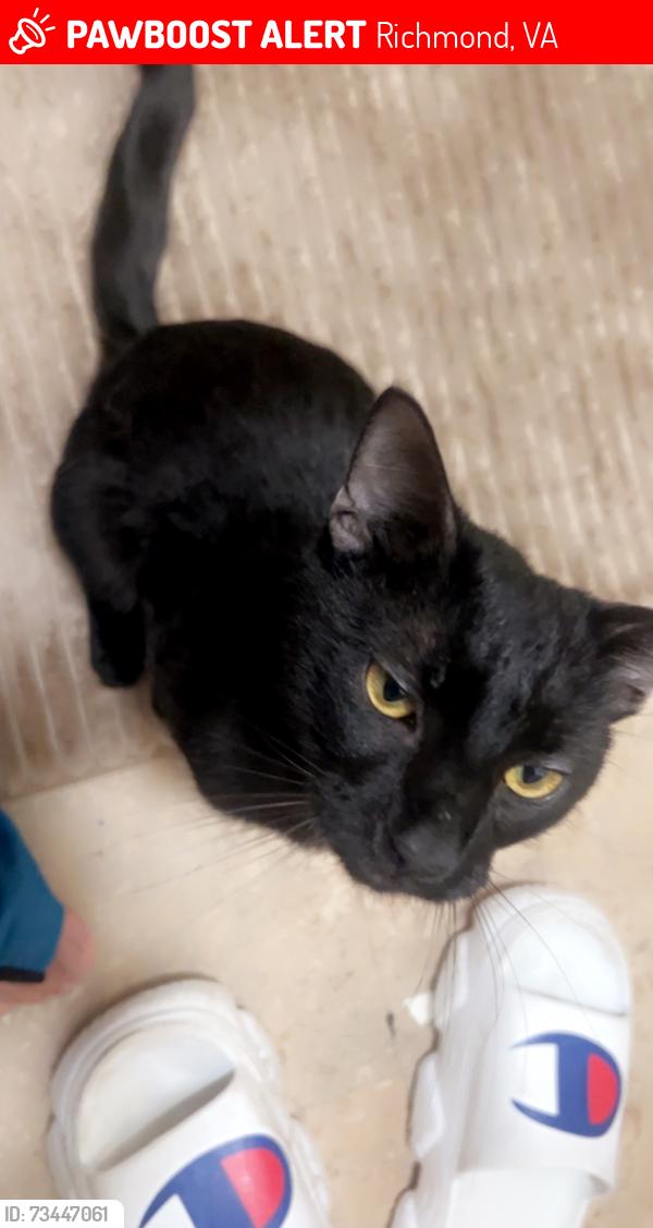 Lost Male Cat last seen Treehaven Drive, Briary Drive, Southwood apmts, clarkson road, Richmond, VA 23224