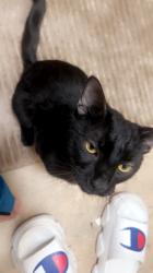 Lost Male Cat last seen Treehaven Drive, Briary Drive, Southwood apmts, clarkson road, Richmond, VA 23224