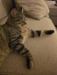 Reunited Female Cat last seen James Avenue, Littlestown, PA 17340