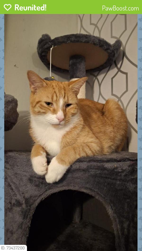 Reunited Male Cat last seen Mitcham/Esher Road, Surrey, England GU15 4AW
