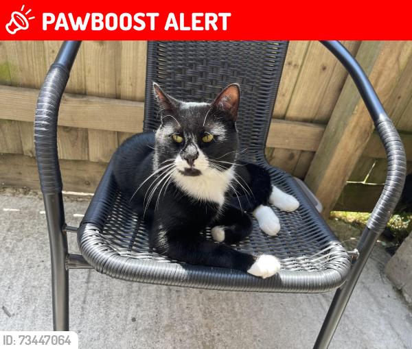 Lost Male Cat last seen Rydal Road, North Somerset, England BS23 3RS