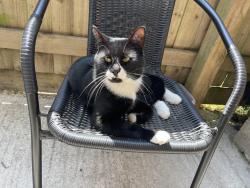 Lost Male Cat last seen Rydal Road, North Somerset, England BS23 3RS