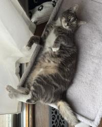 Lost Male Cat last seen Devonshire Cr behind the Penfield Wegmans, Penfield, NY 14526