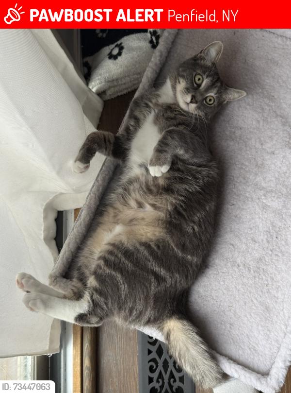 Lost Male Cat last seen Devonshire Cr behind the Penfield Wegmans, Penfield, NY 14526
