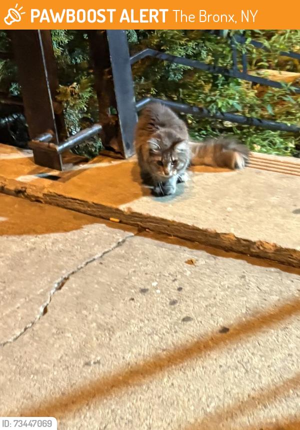 Found/Stray Unknown Cat last seen Near Orloff Ave. near stairs outside, The Bronx, NY 10463