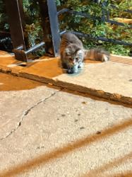 Found/Stray Unknown Cat last seen Near Orloff Ave. near stairs outside, The Bronx, NY 10463