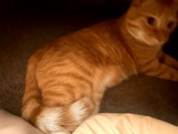 Lost Male Cat last seen Archery Lane, Lund Road, Bishop Guertin High School, Nashua, NH 03060
