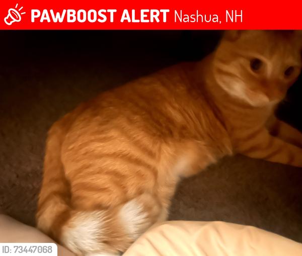 Lost Male Cat last seen Archery Lane, Lund Road, Bishop Guertin High School, Nashua, NH 03060