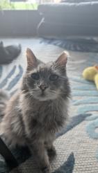 Reunited Male Cat last seen Solavita, Poinciana, FL 34759