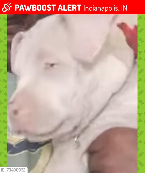 Lost Female Dog last seen 33rd and orchard, Indianapolis, IN 46218