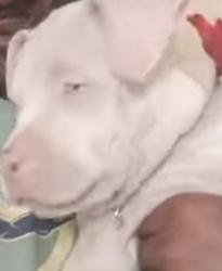 Lost Female Dog last seen 33rd and orchard, Indianapolis, IN 46218
