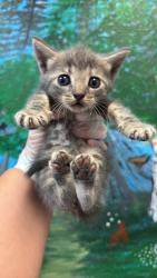 Shelter Stray Female Cat last seen Bexar County, 3353 Morningside Dr, New Braunfels, TX 78132, USA