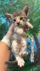 Shelter Stray Male Cat last seen Bexar County, 3353 Morningside Dr, New Braunfels, TX 78132, USA