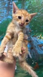 Shelter Stray Male Cat last seen Bexar County, 3353 Morningside Dr, New Braunfels, TX 78132, USA