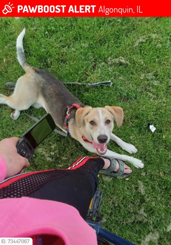 Lost Female Dog last seen Algonquin Avenue & Main Street) North bay, Algonquin, IL 60102