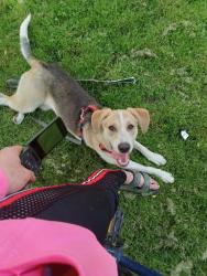 Lost Female Dog last seen Algonquin Avenue & Main Street) North bay, Algonquin, IL 60102