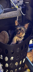 Reunited Female Dog last seen Countyline Church Rd and Blantons Rd, Ruther Glen, VA 22546