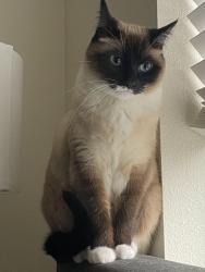 Lost Female Cat last seen 157th Glisan/157th Halsey, Portland, OR 97230