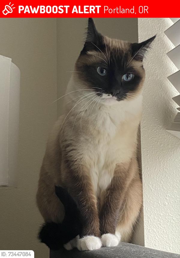 Lost Female Cat last seen 157th Glisan/157th Halsey, Portland, OR 97230