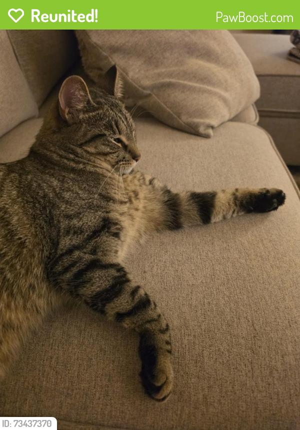 Reunited Female Cat last seen James Avenue, Littlestown, PA 17340