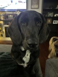 Reunited Male Dog last seen Wedde road, Barnhart, MO 63012