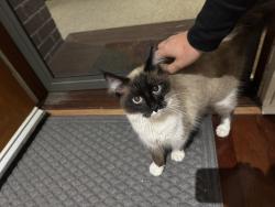 Found/Stray Male Cat last seen Bayfield road, Bayswater North, VIC 3153