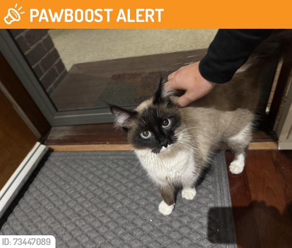 Found/Stray Male Cat last seen Bayfield road, Bayswater North, VIC 3153