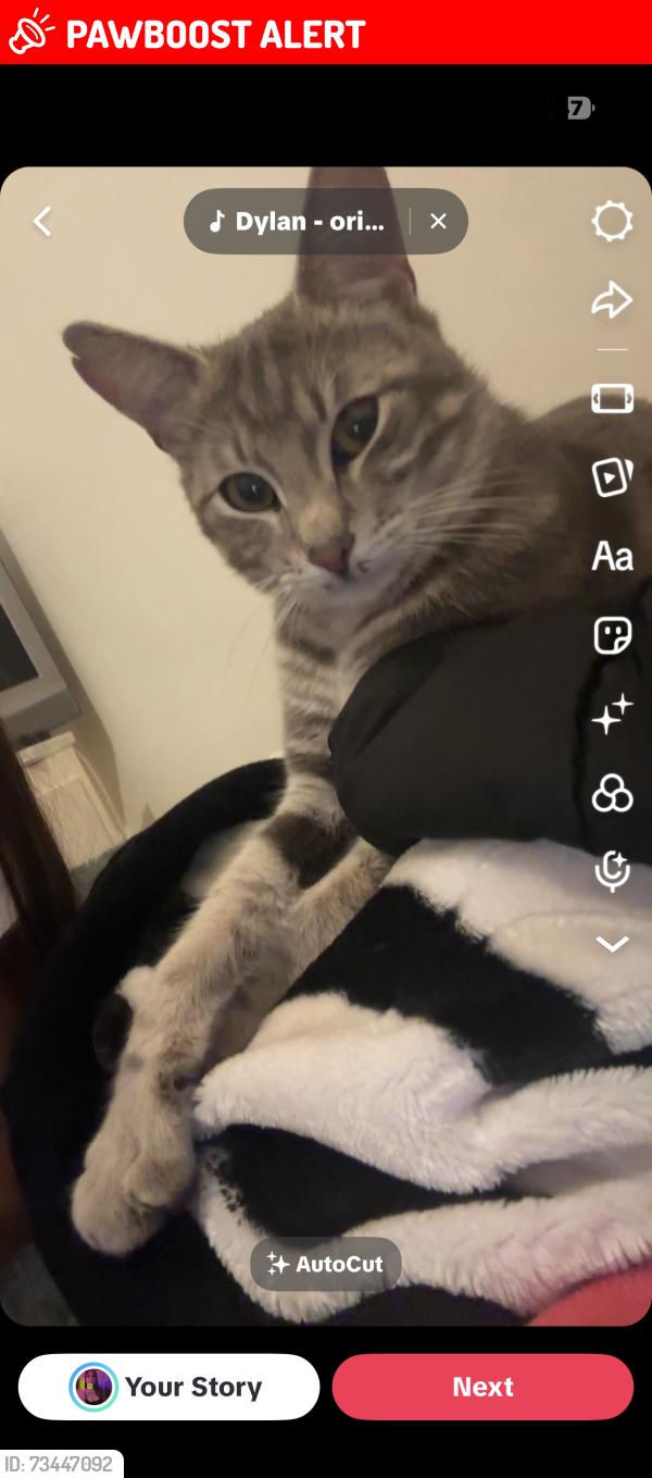 Lost Male Cat last seen Near Seymour street, Lancashire, England PR6 0RR