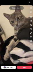 Lost Male Cat last seen Near Seymour street, Lancashire, England PR6 0RR